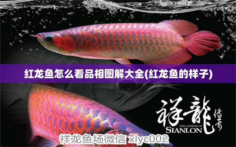 紅龍魚怎么看品相圖解大全(紅龍魚的樣子) 祥龍金禾金龍魚