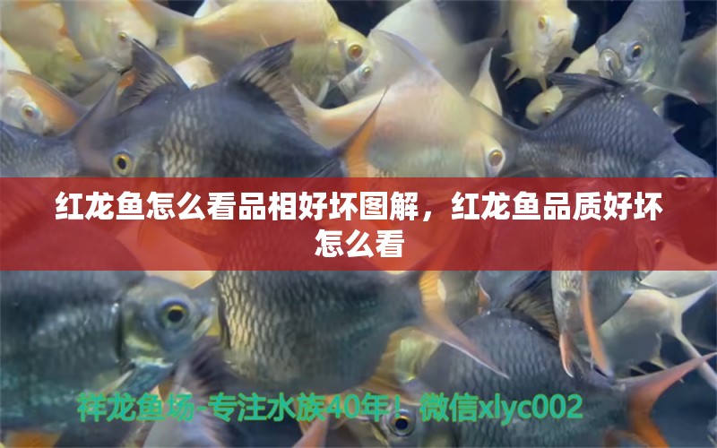 紅龍魚怎么看品相好壞圖解，紅龍魚品質(zhì)好壞怎么看