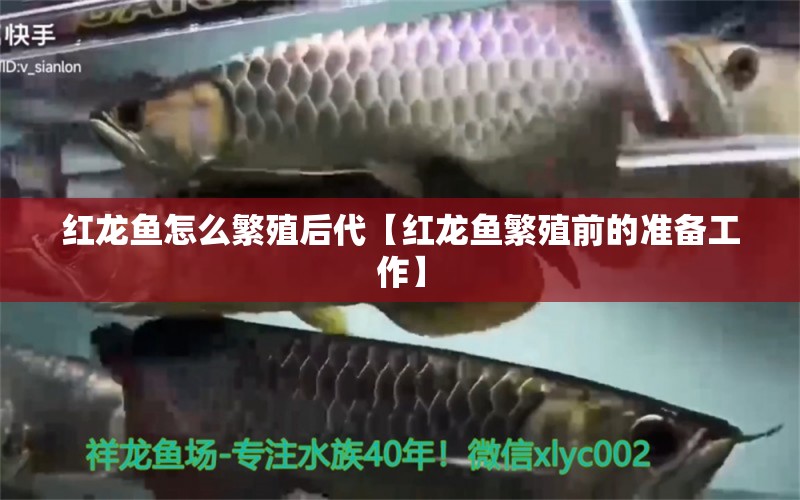 紅龍魚怎么繁殖后代【紅龍魚繁殖前的準(zhǔn)備工作】 水族問答 第1張