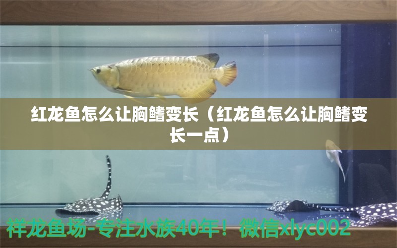 紅龍魚怎么讓胸鰭變長（紅龍魚怎么讓胸鰭變長一點）