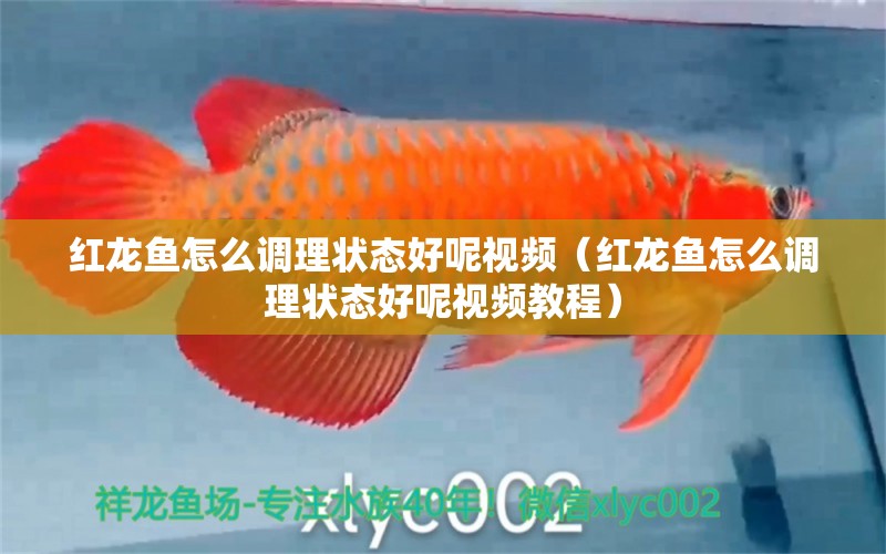 紅龍魚怎么調(diào)理狀態(tài)好呢視頻（紅龍魚怎么調(diào)理狀態(tài)好呢視頻教程）