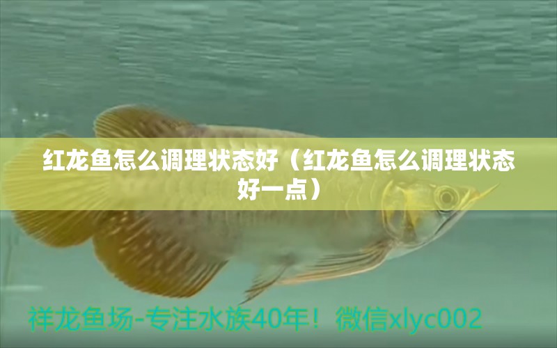 紅龍魚(yú)怎么調(diào)理狀態(tài)好（紅龍魚(yú)怎么調(diào)理狀態(tài)好一點(diǎn)） 印尼紅龍魚(yú)