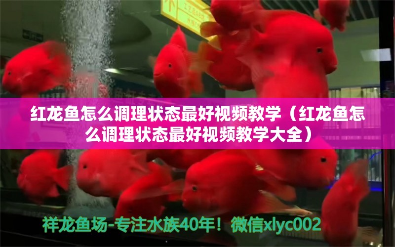 紅龍魚怎么調(diào)理狀態(tài)最好視頻教學(xué)（紅龍魚怎么調(diào)理狀態(tài)最好視頻教學(xué)大全）