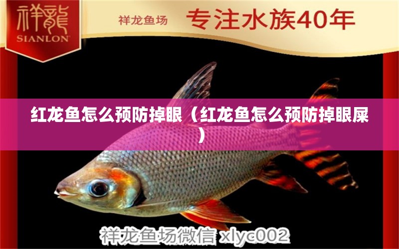 紅龍魚怎么預防掉眼（紅龍魚怎么預防掉眼屎）