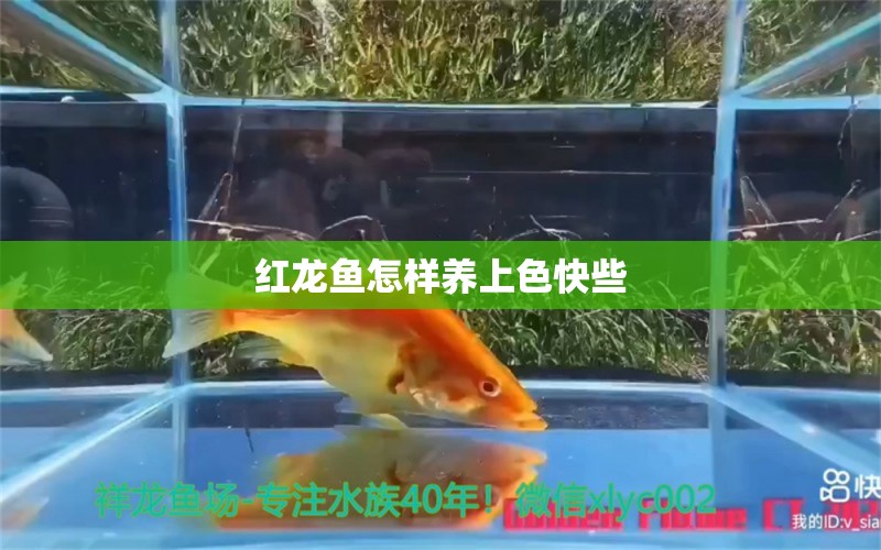 紅龍魚怎樣養(yǎng)上色快些 祥龍魚場(chǎng)