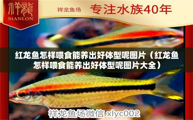 紅龍魚怎樣喂食能養(yǎng)出好體型呢圖片（紅龍魚怎樣喂食能養(yǎng)出好體型呢圖片大全） 印尼紅龍魚