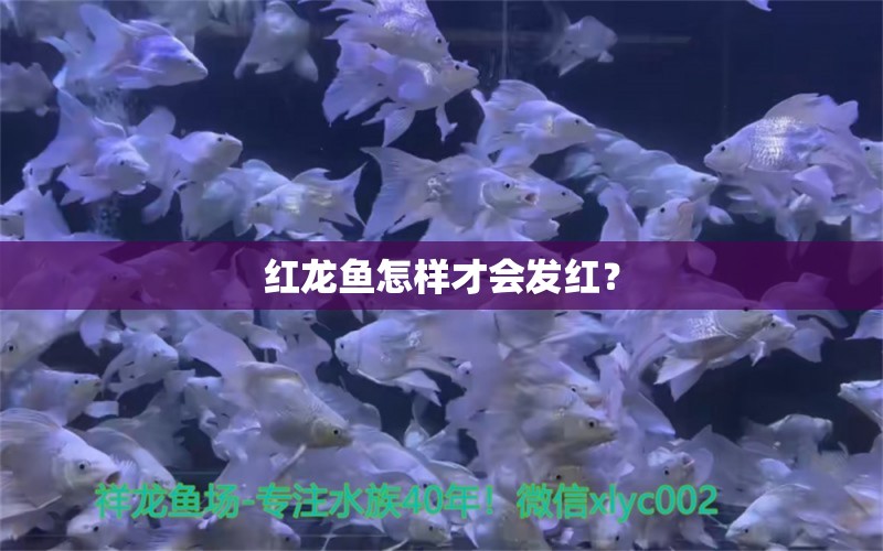 紅龍魚怎樣才會發(fā)紅？