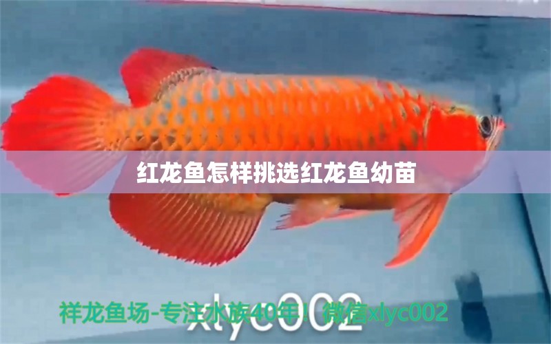 紅龍魚怎樣挑選紅龍魚幼苗 PH調(diào)節(jié)劑