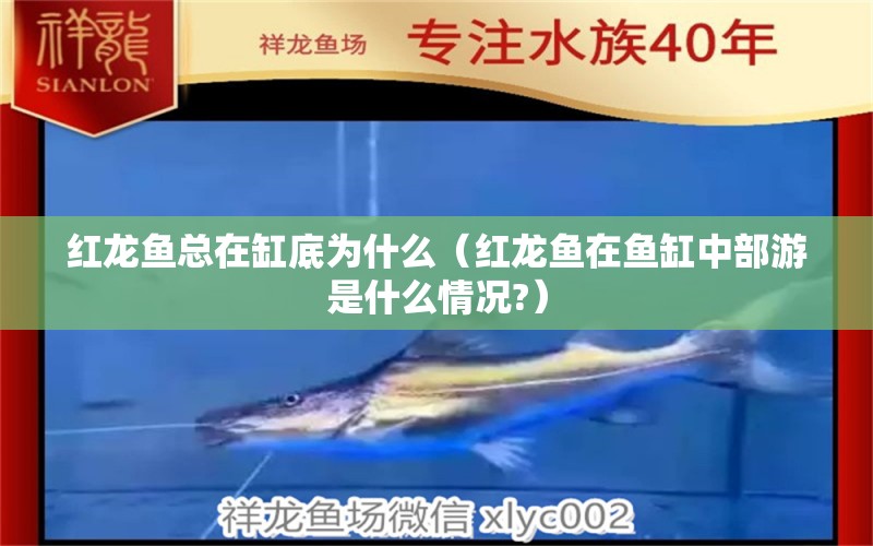 紅龍魚總在缸底為什么（紅龍魚在魚缸中部游是什么情況?） 肺魚