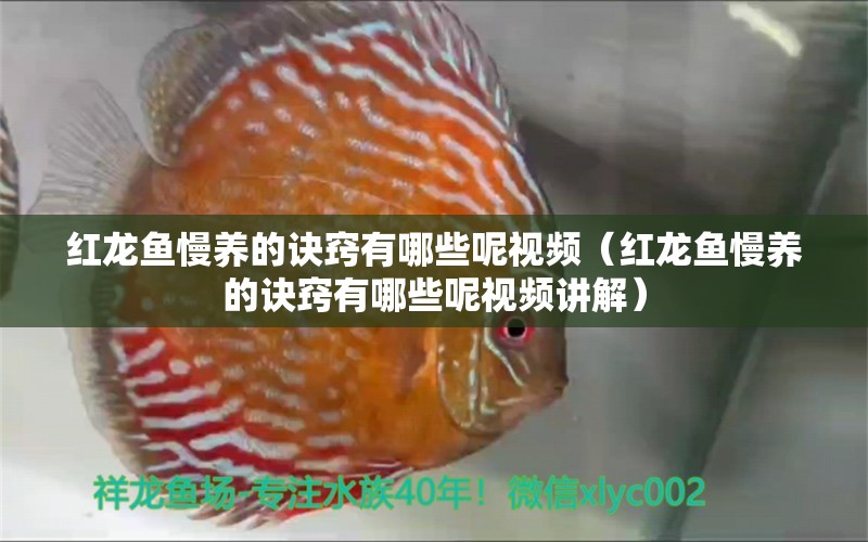 紅龍魚慢養(yǎng)的訣竅有哪些呢視頻（紅龍魚慢養(yǎng)的訣竅有哪些呢視頻講解）