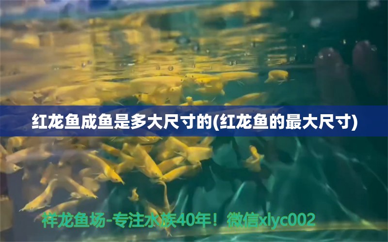 紅龍魚成魚是多大尺寸的(紅龍魚的最大尺寸) 元寶鳳凰魚