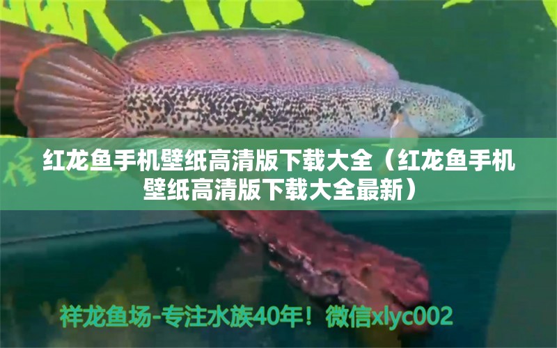 紅龍魚手機(jī)壁紙高清版下載大全（紅龍魚手機(jī)壁紙高清版下載大全最新）