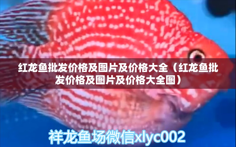 紅龍魚批發(fā)價格及圖片及價格大全（紅龍魚批發(fā)價格及圖片及價格大全圖）