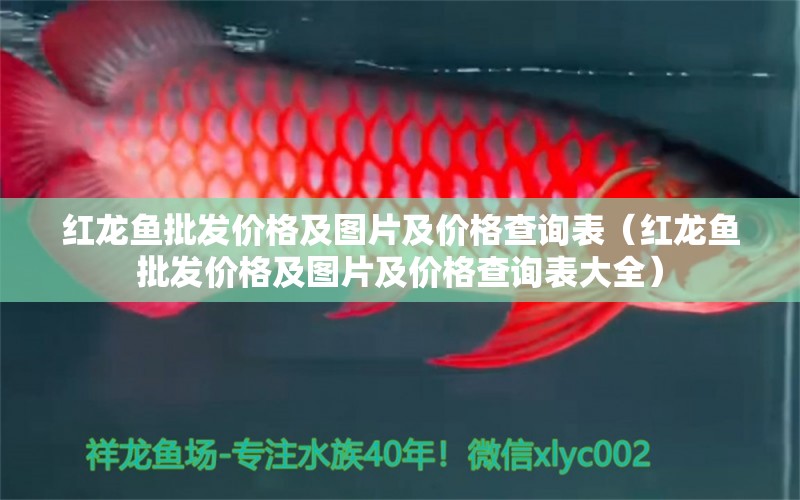 紅龍魚批發(fā)價(jià)格及圖片及價(jià)格查詢表（紅龍魚批發(fā)價(jià)格及圖片及價(jià)格查詢表大全）