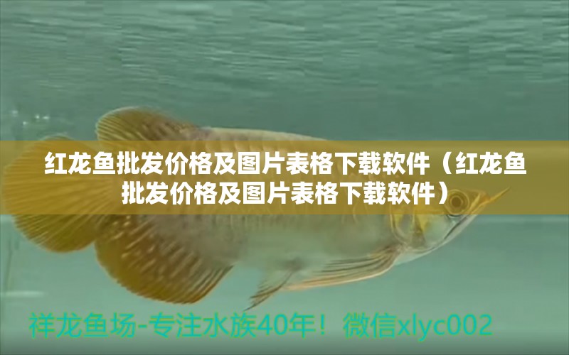 紅龍魚批發(fā)價(jià)格及圖片表格下載軟件（紅龍魚批發(fā)價(jià)格及圖片表格下載軟件） 龍魚批發(fā)