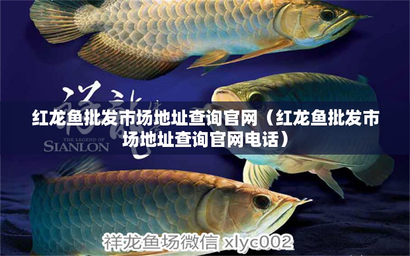 紅龍魚批發(fā)市場地址查詢官網(wǎng)（紅龍魚批發(fā)市場地址查詢官網(wǎng)電話） 龍魚批發(fā)