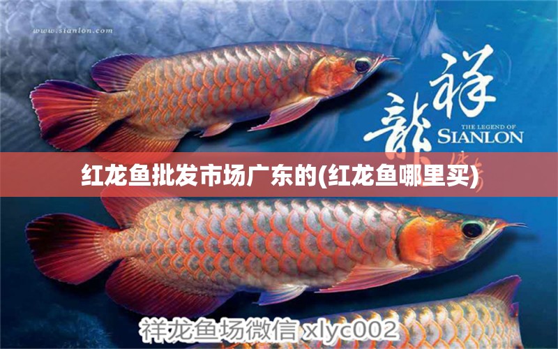 紅龍魚(yú)批發(fā)市場(chǎng)廣東的(紅龍魚(yú)哪里買) 龍魚(yú)批發(fā)