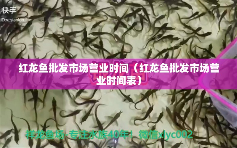 紅龍魚批發(fā)市場營業(yè)時間（紅龍魚批發(fā)市場營業(yè)時間表） 龍魚批發(fā)