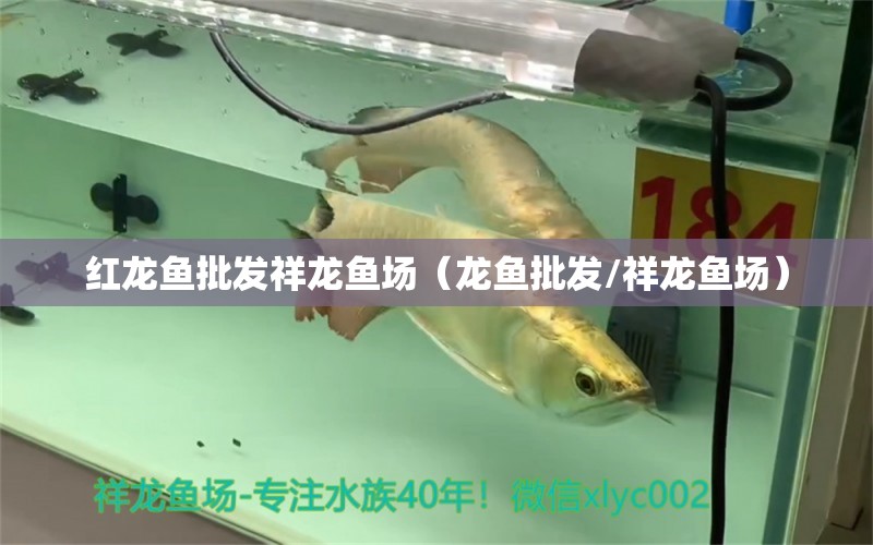 紅龍魚批發(fā)祥龍魚場（龍魚批發(fā)/祥龍魚場） 龍魚批發(fā)