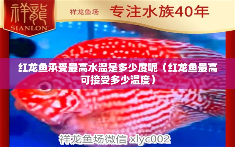 紅龍魚(yú)承受最高水溫是多少度呢（紅龍魚(yú)最高可接受多少溫度）