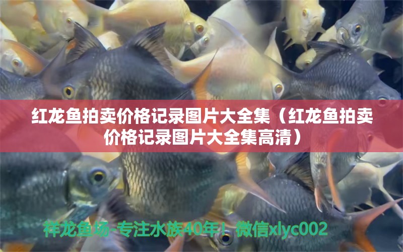 紅龍魚拍賣價格記錄圖片大全集（紅龍魚拍賣價格記錄圖片大全集高清）