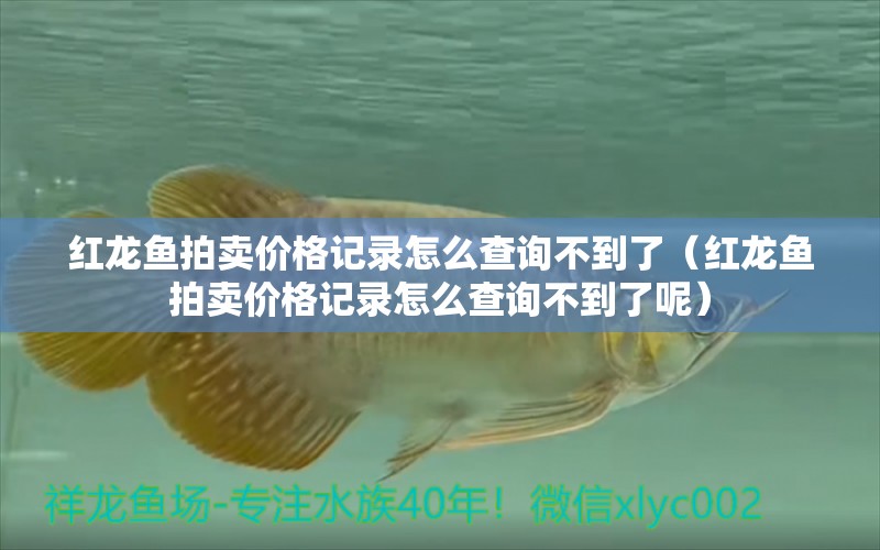 紅龍魚(yú)拍賣價(jià)格記錄怎么查詢不到了（紅龍魚(yú)拍賣價(jià)格記錄怎么查詢不到了呢） 龍魚(yú)百科