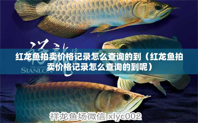 紅龍魚拍賣價(jià)格記錄怎么查詢的到（紅龍魚拍賣價(jià)格記錄怎么查詢的到呢）