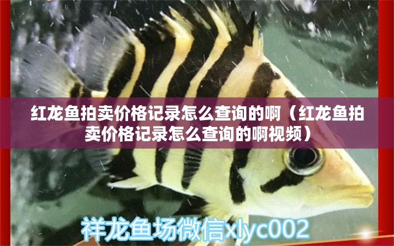 紅龍魚拍賣價格記錄怎么查詢的?。t龍魚拍賣價格記錄怎么查詢的啊視頻） 龍魚百科