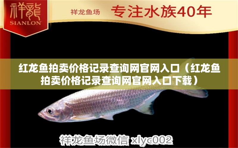 紅龍魚(yú)拍賣(mài)價(jià)格記錄查詢網(wǎng)官網(wǎng)入口（紅龍魚(yú)拍賣(mài)價(jià)格記錄查詢網(wǎng)官網(wǎng)入口下載）