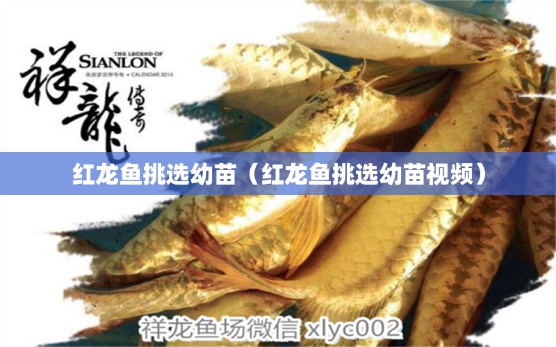 紅龍魚挑選幼苗（紅龍魚挑選幼苗視頻）