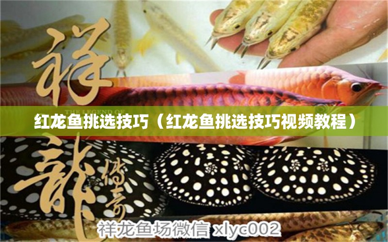 紅龍魚挑選技巧（紅龍魚挑選技巧視頻教程） 金老虎魚