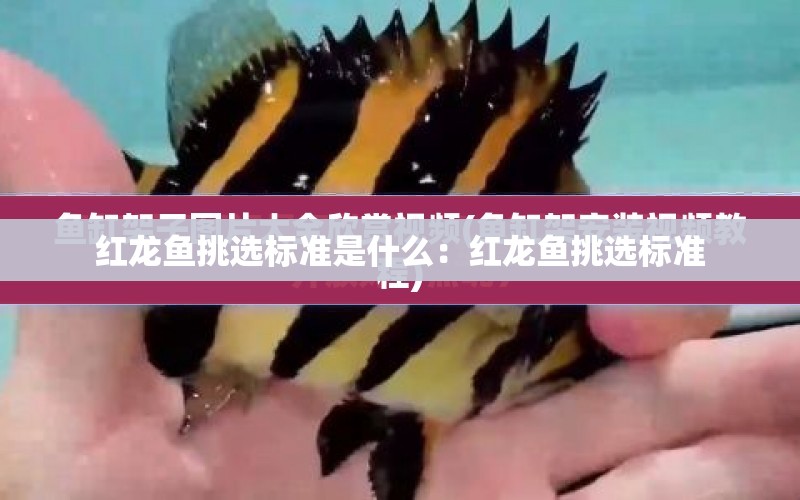 紅龍魚挑選標準是什么：紅龍魚挑選標準 水族問答 第1張