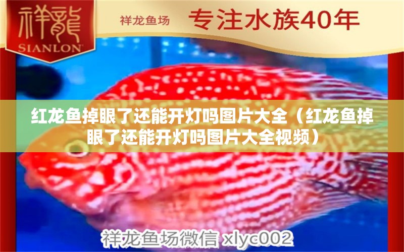 紅龍魚(yú)掉眼了還能開(kāi)燈嗎圖片大全（紅龍魚(yú)掉眼了還能開(kāi)燈嗎圖片大全視頻） 印尼紅龍魚(yú)