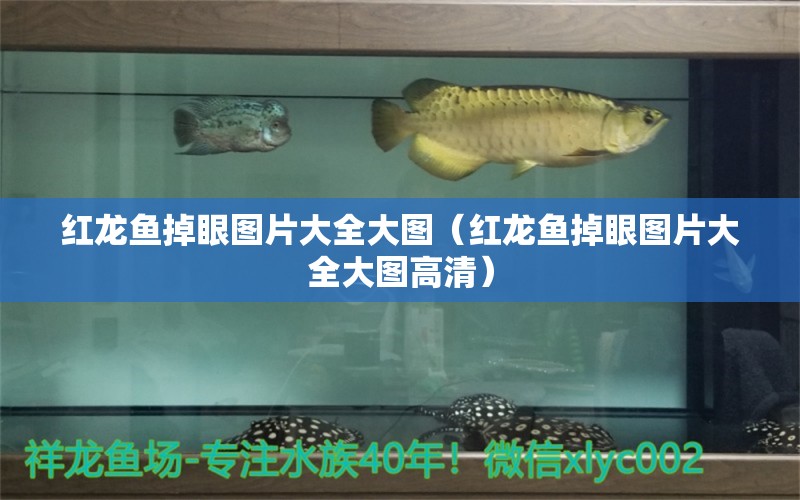 紅龍魚(yú)掉眼圖片大全大圖（紅龍魚(yú)掉眼圖片大全大圖高清） 印尼紅龍魚(yú)