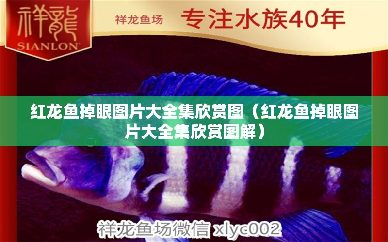 紅龍魚掉眼圖片大全集欣賞圖（紅龍魚掉眼圖片大全集欣賞圖解） 龍魚百科