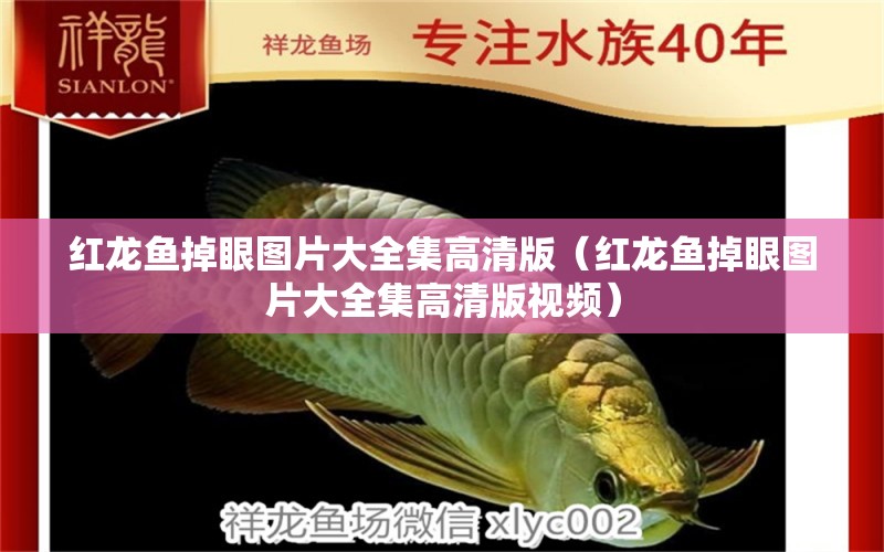 紅龍魚(yú)掉眼圖片大全集高清版（紅龍魚(yú)掉眼圖片大全集高清版視頻）