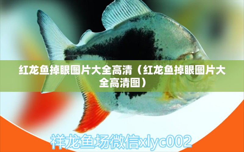 紅龍魚掉眼圖片大全高清（紅龍魚掉眼圖片大全高清圖）