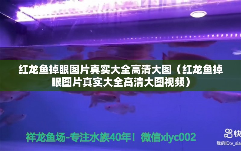 紅龍魚(yú)掉眼圖片真實(shí)大全高清大圖（紅龍魚(yú)掉眼圖片真實(shí)大全高清大圖視頻）