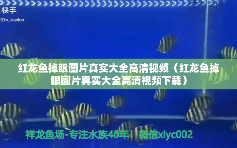 紅龍魚(yú)掉眼圖片真實(shí)大全高清視頻（紅龍魚(yú)掉眼圖片真實(shí)大全高清視頻下載）