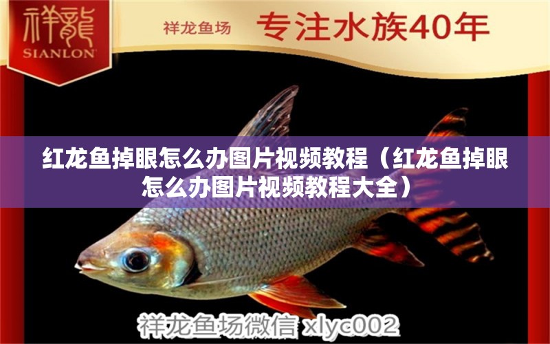 紅龍魚掉眼怎么辦圖片視頻教程（紅龍魚掉眼怎么辦圖片視頻教程大全）