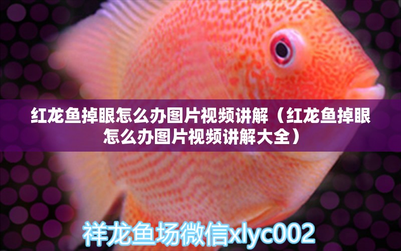 紅龍魚掉眼怎么辦圖片視頻講解（紅龍魚掉眼怎么辦圖片視頻講解大全）