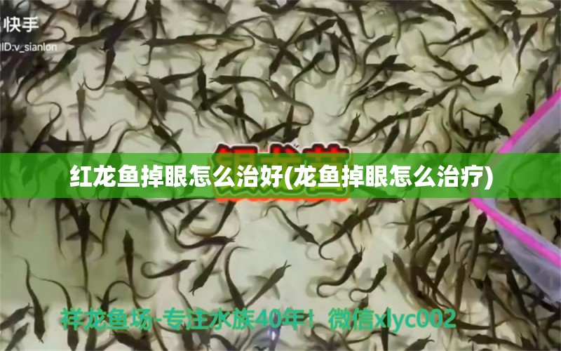 紅龍魚掉眼怎么治好(龍魚掉眼怎么治療)