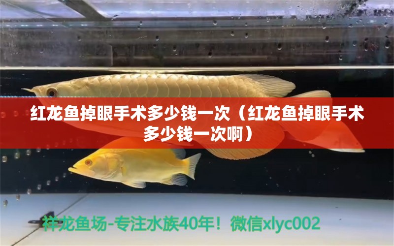 紅龍魚掉眼手術(shù)多少錢一次（紅龍魚掉眼手術(shù)多少錢一次?。? title=