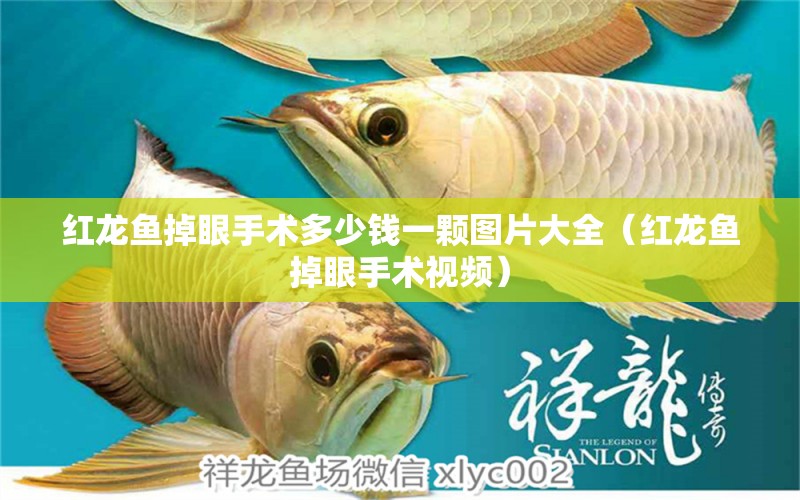 紅龍魚掉眼手術(shù)多少錢一顆圖片大全（紅龍魚掉眼手術(shù)視頻）