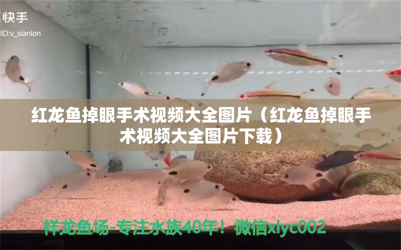 紅龍魚掉眼手術(shù)視頻大全圖片（紅龍魚掉眼手術(shù)視頻大全圖片下載）