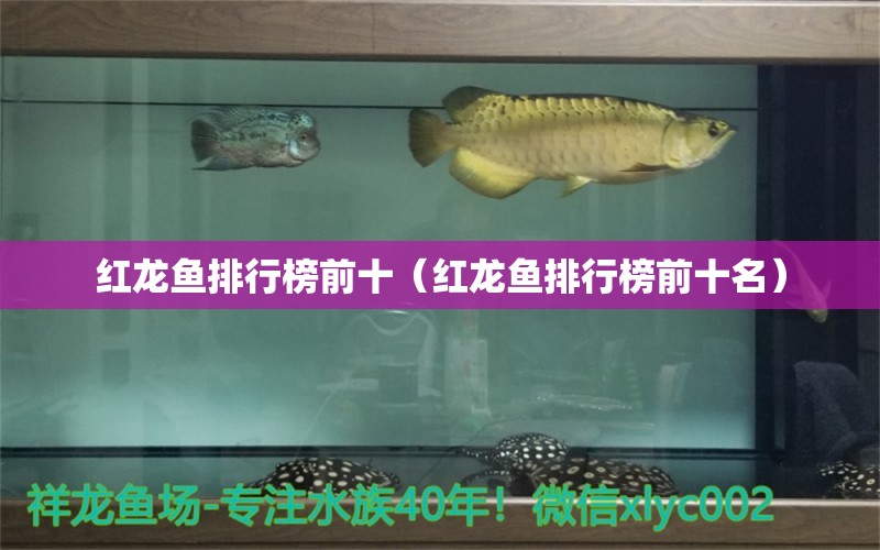 紅龍魚排行榜前十（紅龍魚排行榜前十名） 龍魚百科