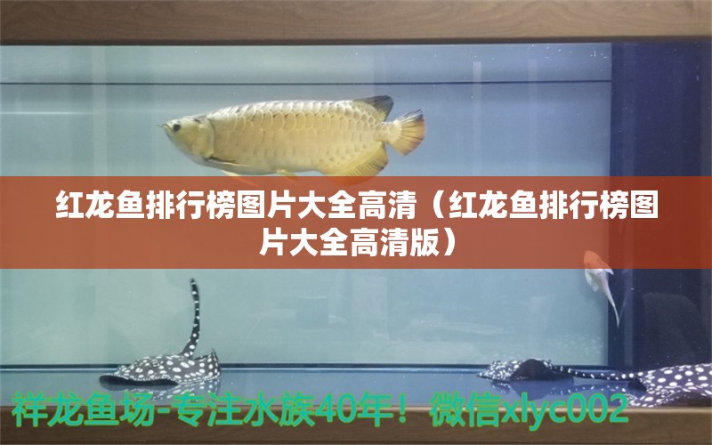 紅龍魚排行榜圖片大全高清（紅龍魚排行榜圖片大全高清版）