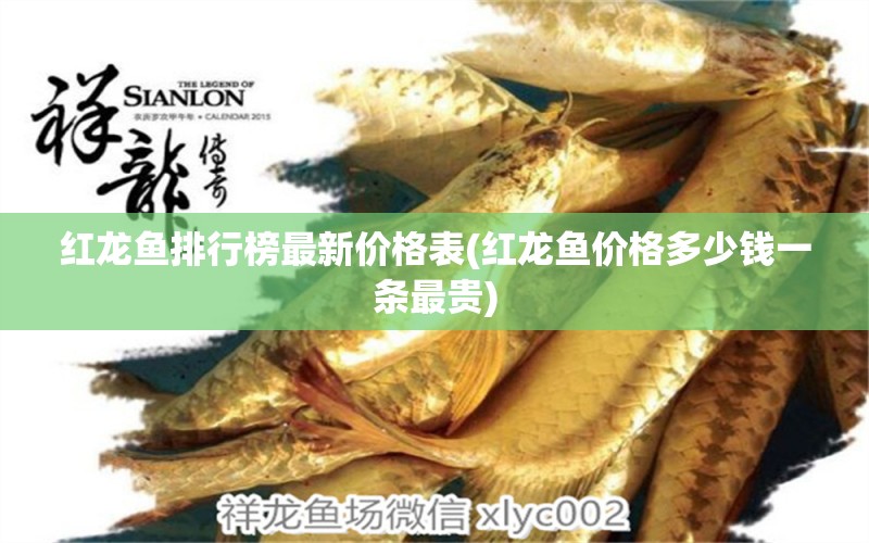 紅龍魚排行榜最新價(jià)格表(紅龍魚價(jià)格多少錢一條最貴) 可麗愛魚缸