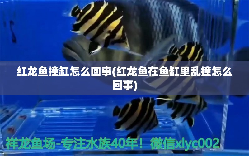 紅龍魚撞缸怎么回事(紅龍魚在魚缸里亂撞怎么回事) 魚缸等水族設(shè)備