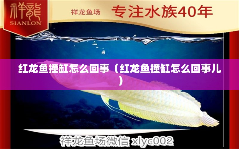 紅龍魚(yú)撞缸怎么回事（紅龍魚(yú)撞缸怎么回事兒）